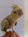 Cocatail bird